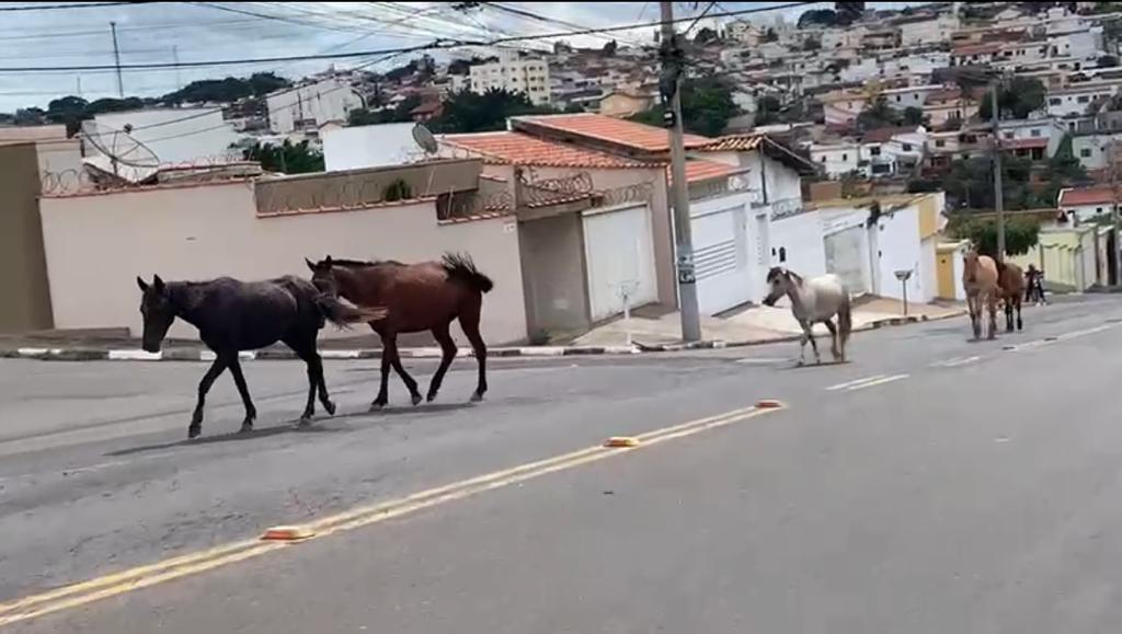 Até que enfim: Prefeitura de João Pinheiro vai apreender animais de grande  porte soltos nas ruas